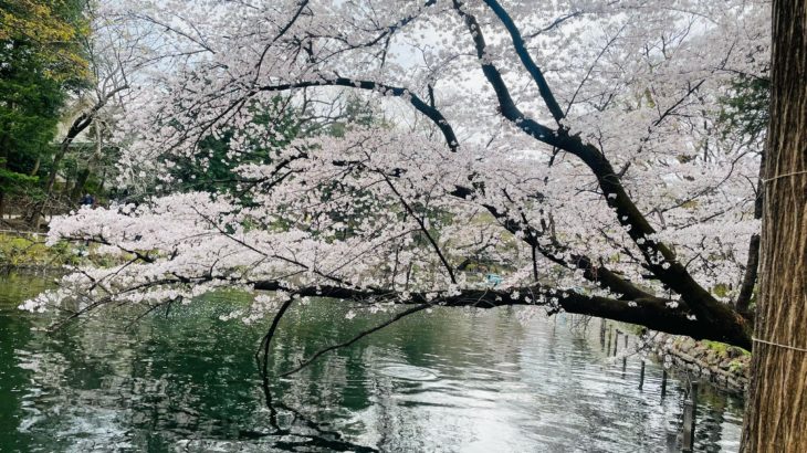 “井の頭公園”に桜を見に行ってきました！！